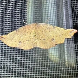 Rhinodia rostraria at Thredbo, NSW - 26 Feb 2025 09:13 PM