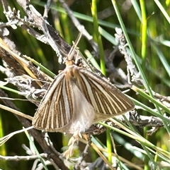 Amelora oritropha (Alpine Striped Cape-moth) at Reid, ACT - 2 Mar 2025 by Pirom