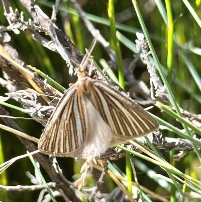 Amelora oritropha (Alpine Striped Cape-moth) at Reid, ACT - 2 Mar 2025 by Pirom