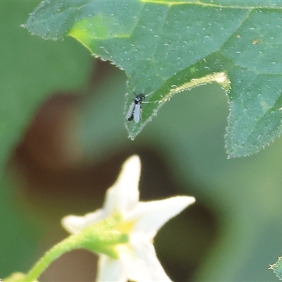 Unidentified True fly (Diptera) at Killara, VIC - 2 Mar 2025 by KylieWaldon