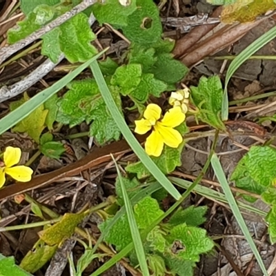 Unidentified Other Wildflower or Herb by MazzV