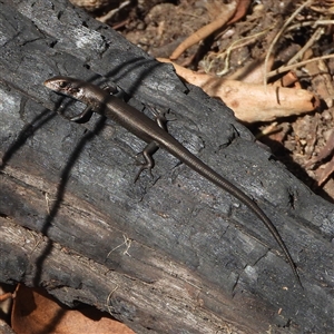 Pseudemoia entrecasteauxii (Woodland Tussock-skink) at Cotter River, ACT - 2 Mar 2025 by DavidDedenczuk