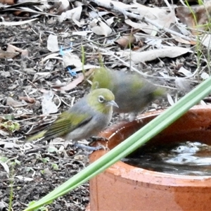 Zosterops lateralis (Silvereye) at Aranda, ACT - 4 Mar 2025 by KMcCue