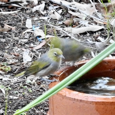 Zosterops lateralis at Aranda, ACT - Today by KMcCue