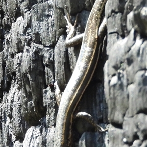 Pseudemoia spenceri (Spencer's Skink) at Cotter River, ACT - 2 Mar 2025 by DavidDedenczuk