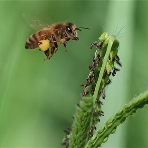 Apis mellifera at Killara, VIC - 2 Mar 2025 08:23 AM