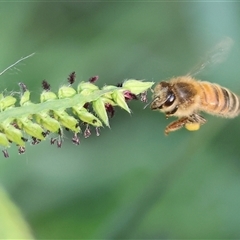 Apis mellifera at Killara, VIC - 2 Mar 2025 08:49 AM
