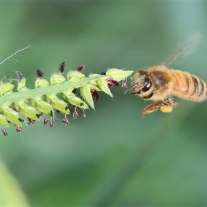 Apis mellifera at Killara, VIC - 2 Mar 2025 08:49 AM