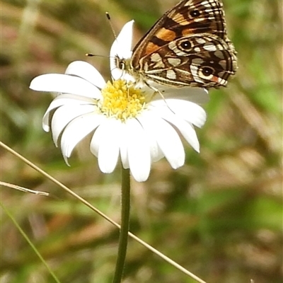 Oreixenica lathoniella (Silver Xenica) at Cotter River, ACT - 2 Mar 2025 by DavidDedenczuk