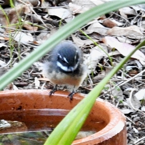 Rhipidura albiscapa (Grey Fantail) at Aranda, ACT - 4 Mar 2025 by KMcCue