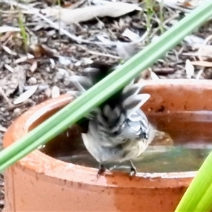 Rhipidura albiscapa at Aranda, ACT - Yesterday 05:57 PM