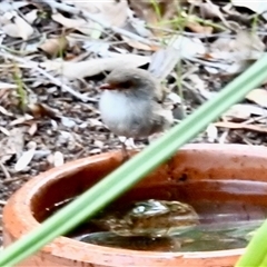 Malurus cyaneus (Superb Fairywren) at Aranda, ACT - 4 Mar 2025 by KMcCue