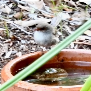 Malurus cyaneus (Superb Fairywren) at Aranda, ACT - 4 Mar 2025 by KMcCue