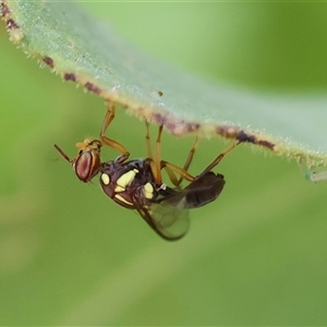 Tephritidae sp. (family) (Unidentified Fruit or Seed fly) at Killara, VIC - 2 Mar 2025 by KylieWaldon