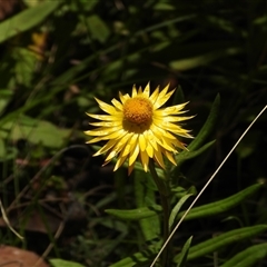 Xerochrysum subundulatum (Alpine Everlasting) at Tennent, ACT - 2 Mar 2025 by DavidDedenczuk