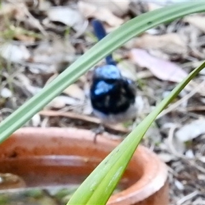 Malurus cyaneus at Aranda, ACT - Yesterday 05:59 PM