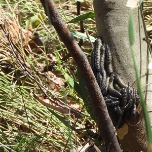 Perginae sp. (subfamily) at Tennent, ACT - 2 Mar 2025 12:10 PM