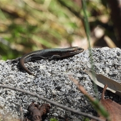 Pseudemoia entrecasteauxii (Woodland Tussock-skink) at Tennent, ACT - 2 Mar 2025 by DavidDedenczuk