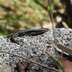 Pseudemoia entrecasteauxii at Tennent, ACT - 2 Mar 2025 12:14 PM