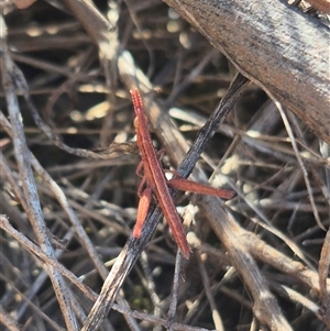 Keyacris scurra (Key's Matchstick Grasshopper) at Gunning, NSW - 4 Mar 2025 by clarehoneydove