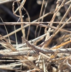 Keyacris scurra at Gunning, NSW - 4 Mar 2025 04:16 PM