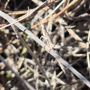 Keyacris scurra at Gunning, NSW - 4 Mar 2025 04:16 PM