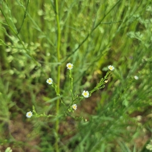 Symphyotrichum subulatum at Burra, NSW - 2 Mar 2025 03:54 PM