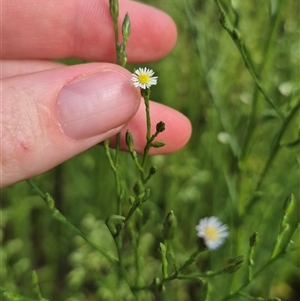 Symphyotrichum subulatum at Burra, NSW - 2 Mar 2025 03:54 PM