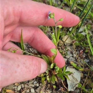 Myosotis laxa subsp. caespitosa (Water Forget-me-not) at Burra, NSW - 2 Mar 2025 by clarehoneydove