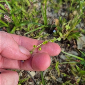 Myosotis laxa subsp. caespitosa at Burra, NSW - 2 Mar 2025 03:40 PM