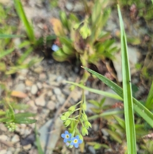 Myosotis laxa subsp. caespitosa at Burra, NSW - 2 Mar 2025 03:40 PM