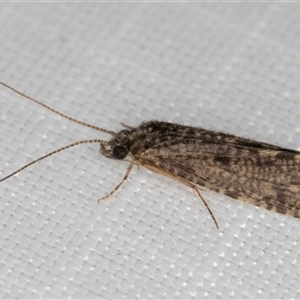 Trichoptera (order) at Melba, ACT - 1 Mar 2025 10:46 PM