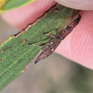 Rhadinosomus lacordairei at Burra, NSW - 2 Mar 2025 02:44 PM