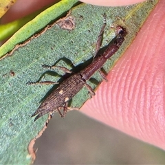 Rhadinosomus lacordairei at Burra, NSW - 2 Mar 2025 02:44 PM