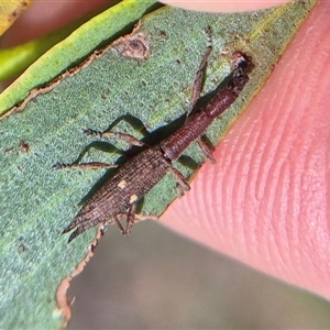 Rhadinosomus lacordairei at Burra, NSW - 2 Mar 2025 02:44 PM