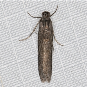 Unidentified Pyralid or Snout Moth (Pyralidae & Crambidae) at Melba, ACT - 1 Mar 2025 by kasiaaus