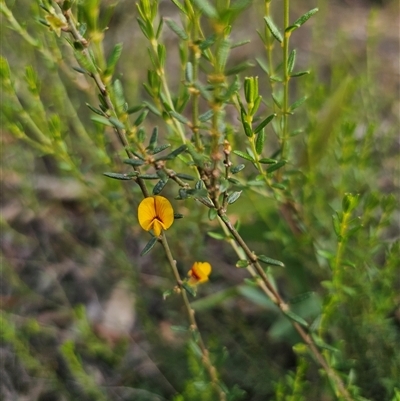 Aotus ericoides (common aotus) at Wog Wog, NSW - 4 Mar 2025 by Csteele4