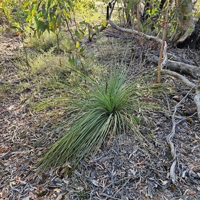 Xanthorrhoea australis (Austral Grass Tree, Kangaroo Tails) at Wog Wog, NSW - 4 Mar 2025 by Csteele4