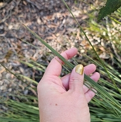 Xanthorrhoea australis at Wog Wog, NSW - suppressed