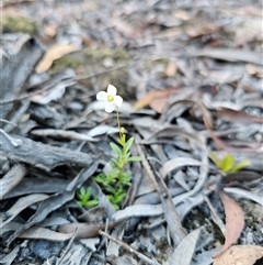 Mitrasacme polymorpha (Varied Mitrewort) at Wog Wog, NSW - 4 Mar 2025 by Csteele4