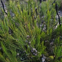 Allocasuarina nana (Dwarf She-oak) at Wog Wog, NSW - 4 Mar 2025 by Csteele4