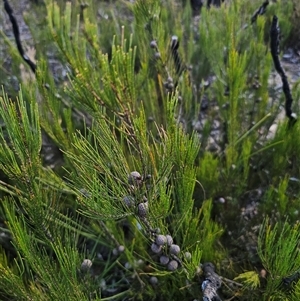 Allocasuarina nana at Wog Wog, NSW - Yesterday by Csteele4