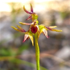 Corunastylis oligantha (Mongarlowe Midge Orchid) by Csteele4