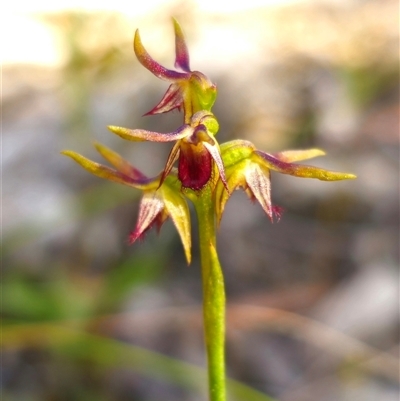 Corunastylis oligantha (Mongarlowe Midge Orchid) by Csteele4