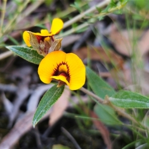 Mirbelia platylobioides at Wog Wog, NSW - Yesterday by Csteele4