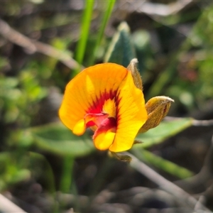 Mirbelia platylobioides at Wog Wog, NSW - 4 Mar 2025 04:19 PM