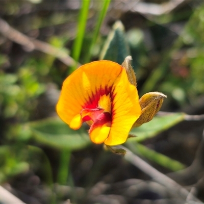 Mirbelia platylobioides (Large-flowered Mirbelia) at Wog Wog, NSW - 4 Mar 2025 by Csteele4