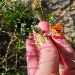 Mirbelia platylobioides at Wog Wog, NSW - 4 Mar 2025 04:19 PM