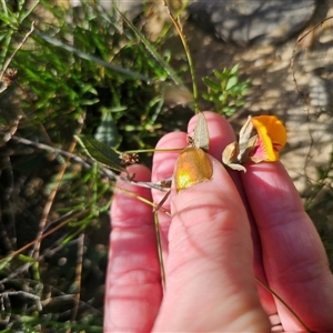 Mirbelia platylobioides at Wog Wog, NSW - 4 Mar 2025 04:19 PM