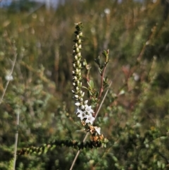 Epacris microphylla (Coral Heath) at Wog Wog, NSW - 4 Mar 2025 by Csteele4